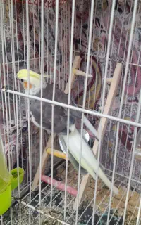 عروس هلندی