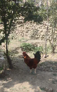خروس جوان