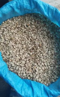 بذر هندوانه آجیلی