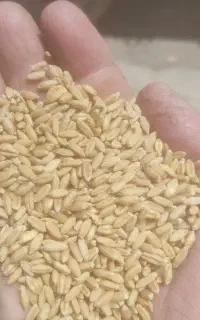 گندم‌دیم