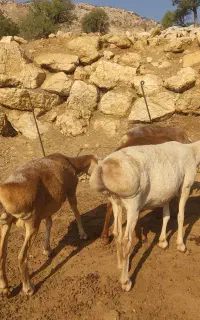 میش چینی اصل