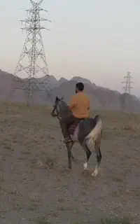 اسب مادیون