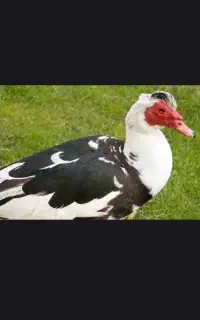دوتا اردک نر با. ی دونه مرغ دورگ فروشی