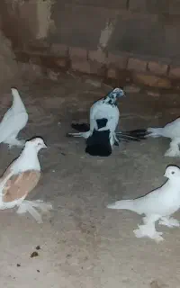 عشق