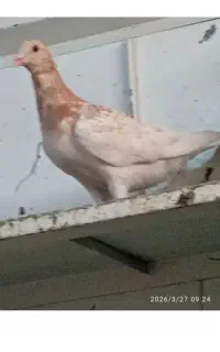 جوانه