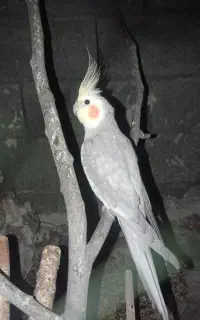 دوتا عروس هلندی گمشده