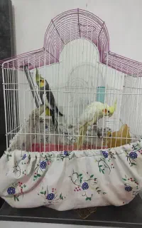 پرنده