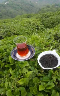 چای بهاره ۱۴۰۵
