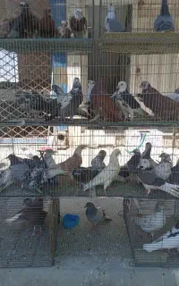 کبوتر کفتر کشتنی