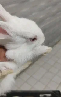 بچه خرگوش