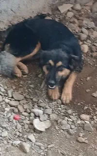 سگ ژرمن