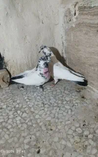 یک جفت کفتر دم سیاه