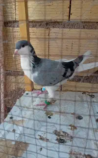 کبوتر