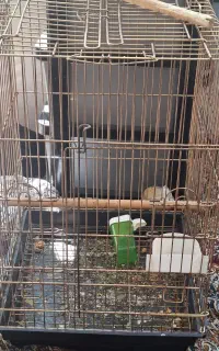 قفس کاسکو