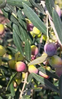 روغن زیتون ( تولیدی ) فقط عمده