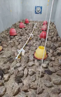 شغل خانگی بلدرچین تخمگذار