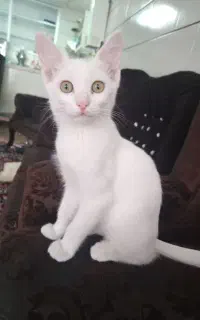 گربه سفید دختر