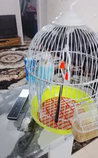 پرنده