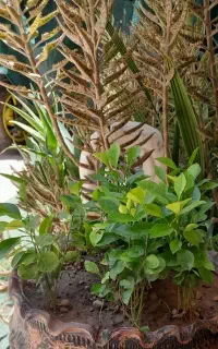 نهال نارنج