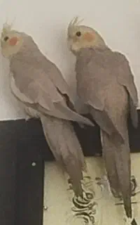 عروس هلندی