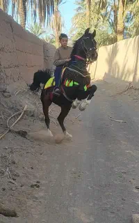 اسب