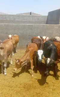 ۱۳راس‌گوساله‌نرجاق