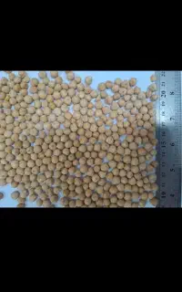 فروش ۷۰۰ کیلو نخود پاییزه پاک شده وتمیز