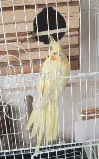 عروس هلندی