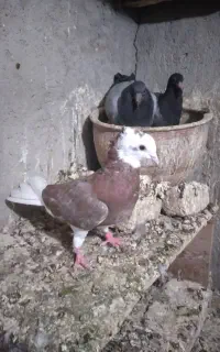چندتا جوجه پلاکی ۳ تا شازده نر