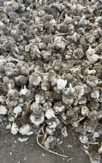 سیر خوانسار