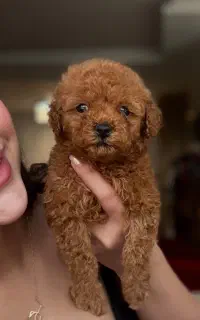 پودل های فرفری