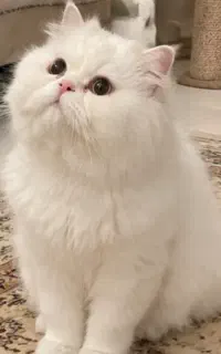 گربه پرشین نر بالغ قیمت مناسب فوری