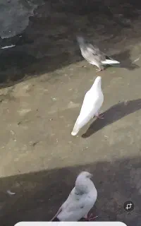 کفتر نر باخت رفته