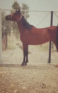 درود.فروش مادیان دره شوری دوسرچاپار