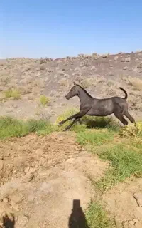 فروش کره نریان