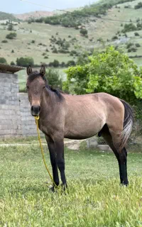 کره اسب
