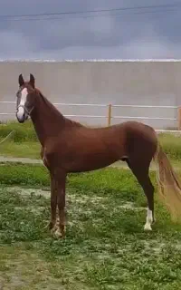 نریان ترکمن ۲به۳سال مدرک دار