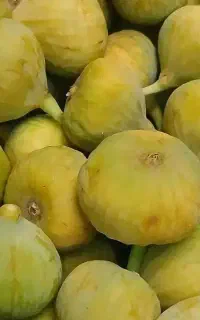 انجیر شیرین و تازه