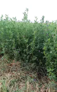 بذر یونجه