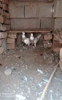 یک جفت کفتر طوقی