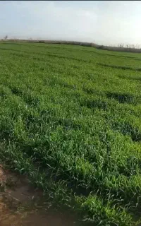 کود ارگانیک زمین زراعتی المانی(شلتوک، گندم، ذرت)