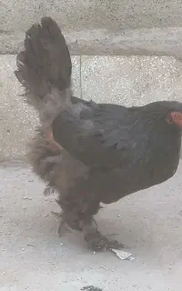 مرغ برهما