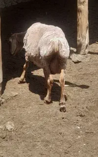 گوسفند
