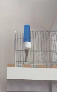 سهره قفس