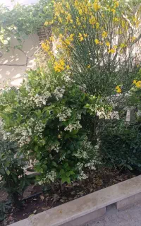 آبیاری قطره ای هوشمند ودستی