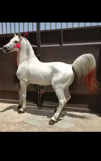اسب