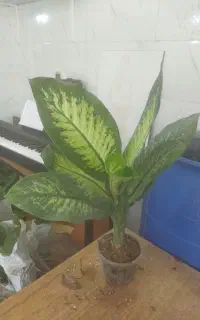 گل و گیاه دیفن
