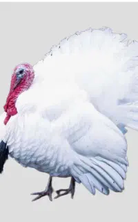 جوجه بوقلمون بیوتی ۶زرین فوق سنگین
