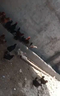 سگ واگذاری و مرغ