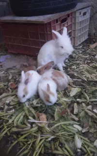 خرگوش لوپ خوشکل ناز